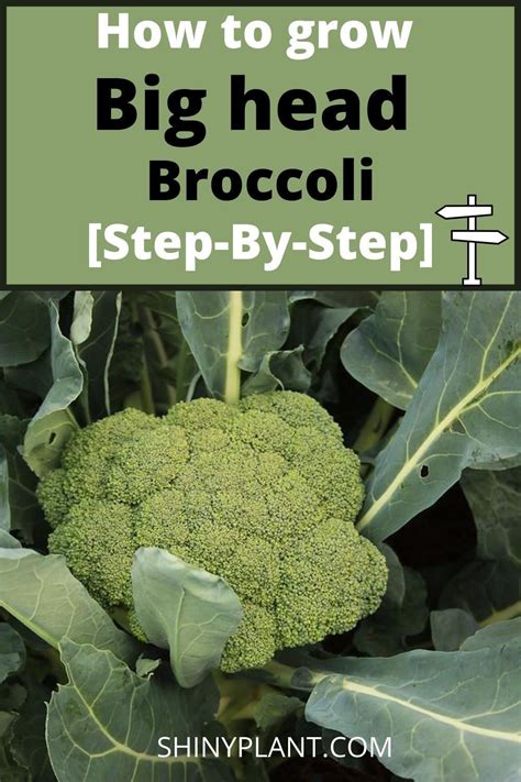 How To Grow Broccoli From Seeds Step By Step Easy Vegetables To Grow
