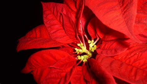 How To Make A Poinsettias Leaves Turn Red Garden Guides