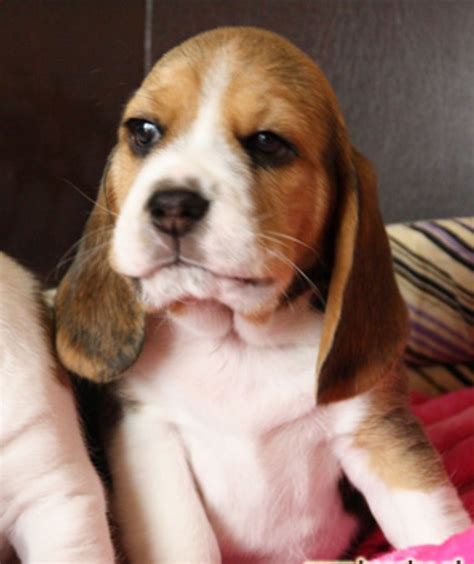 We did not find results for: Just thinking | Beagle puppy, Baby beagle, Beagle dog