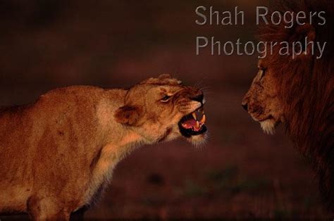 Lioness Snarling At Male Panthera Leo Maasai Mara National Reserve Kenya