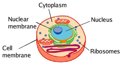 16 Cytoplasm Functions Cytosol Functions Updated 2023