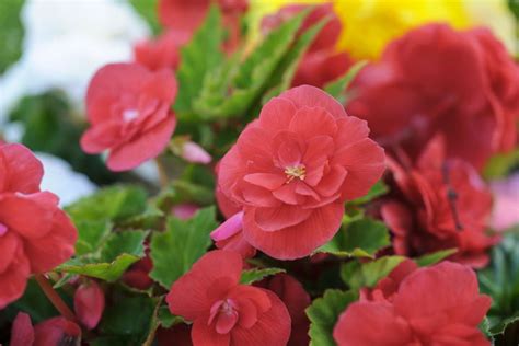 Begonia Non Stop Bbc Gardeners World Magazine