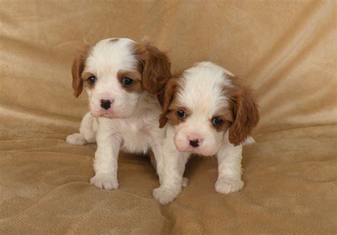 Find cavalier king charles in dogs & puppies for rehoming | find dogs and puppies locally for sale or adoption in canada : Cavalier King Charles Spaniel Puppies - Doglers