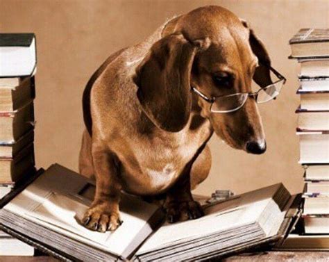 Animals Dog With Glasses Reading A Book Beautiful Cheap Diamond