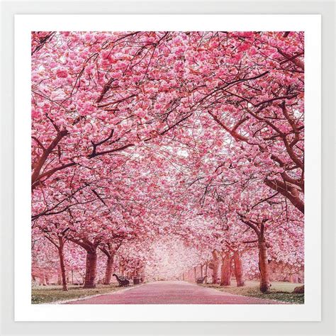 Cherry Blossom In Greenwich Park Art Print Frühling Wallpaper Nature