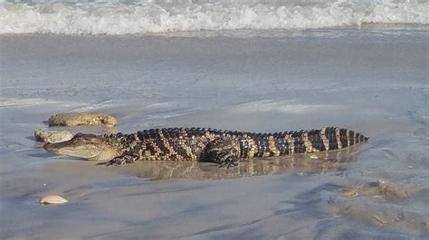 Two Alligators Seen Along Popular North Carolina Beach Fox8 Wghp