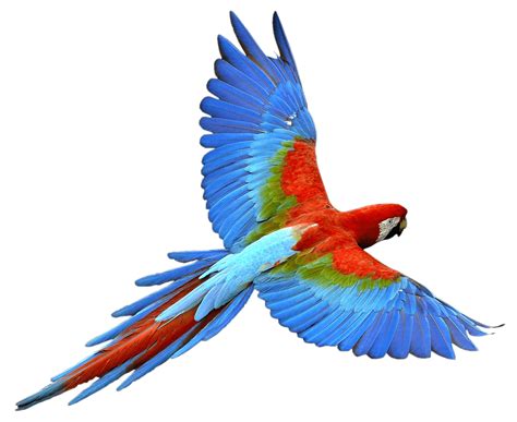 Flying Parrot Red Blue Transparent Png Stickpng