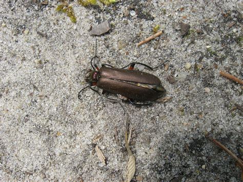 Maryland Biodiversity Project Bronze Blister Beetle Lytta Polita
