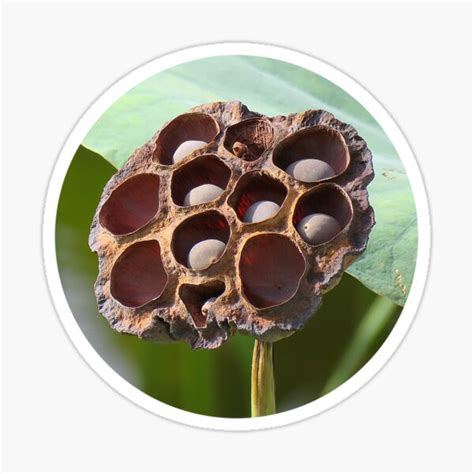 Lotus Seed Pod Potential Sticker For Sale By Covecritters Redbubble
