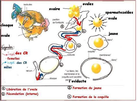 La Reproduction Chez Les Animaux Pdf