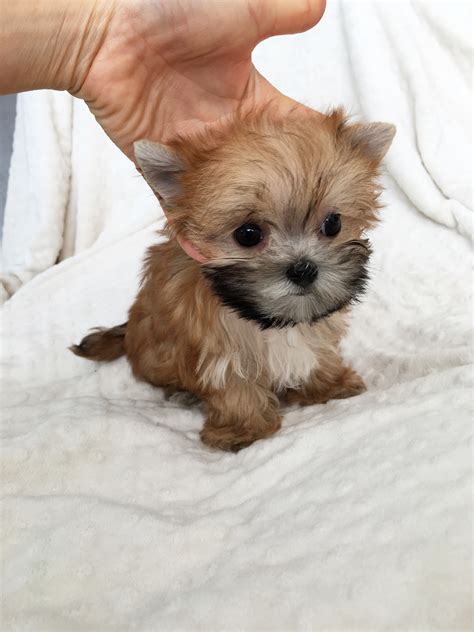 Teacup Morkie Puppies For Sale Male Available By The | Dog Breeds Picture
