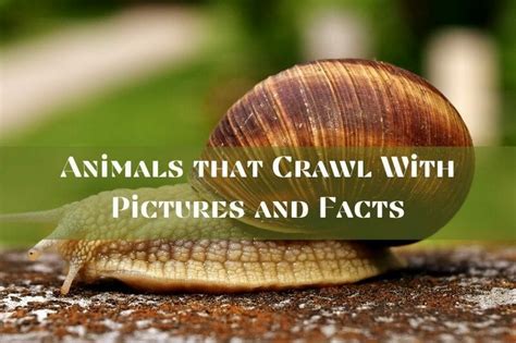 28 Animals That Crawl With Pictures And Facts