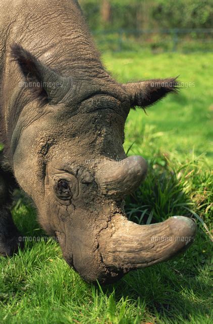 Male Tormanga Hairy Rhino Sumatran Rhino Near Extinct As Only 500