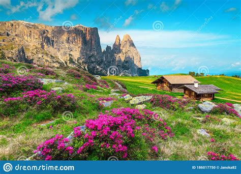 Hiking And Touristic Resort With Pink Rhododendron Flowers Dolomites