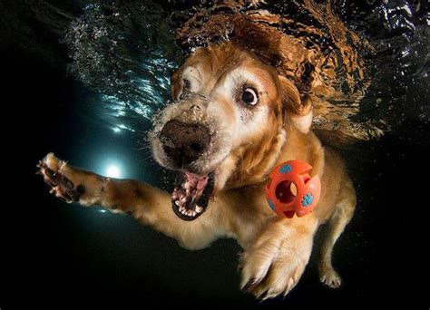hilarious   dogs   fetch  ball underwater lol