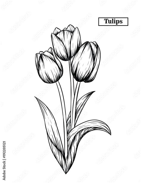 Hand Drawn Illustration And Sketch Tulips Flower Black And White With