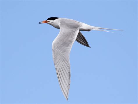 Forsters Tern Ebird