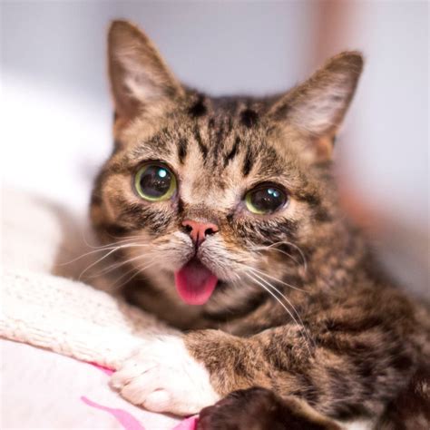 Pin By Patti Hand On Lil Bub Bub The Cat Kittens Cutest Adorable Kitten