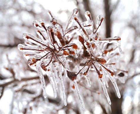 Ice On A Tree Branches Stock Photo Image Of Cool Crystal 21486080