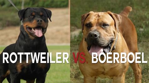 What is the difference between boerboel and rottweiler? ROTTWIELER VS BOERBOEL - A BATTLE OF BIG DOGS - YouTube