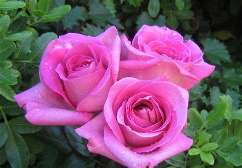 Pink Roses Pictures Love Fashion