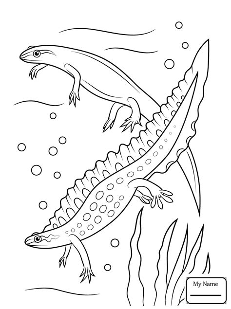 Spotted Salamander Drawing at GetDrawings | Free download