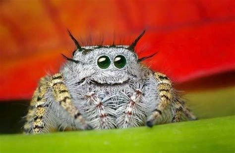 Happy Spider Is Happy Funny Pictures Of Animals