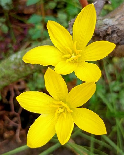 Zephyranthes Sulphurea Yellow Rain Lily Bulbs — Buy Online At Farmer