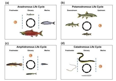 Different Types Of Fish Migration A Anadromous Species
