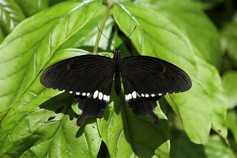 Papilio Polytes ♂ Common Mormon Singapore Wallace Trai Flickr