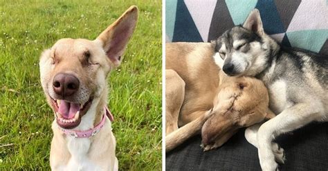Miracle Dog Survives After Being Shot 17 Times Finds Forever Home And