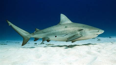 Learn More About Bull Sharks Mexico Blue Dream