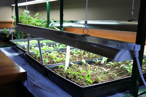 Outdoor pest controls, indoor pest controls, mosquito repellent How to Start Seeds Using Grow Lights - One Hundred Dollars ...