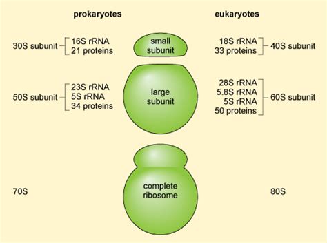 Maybe you would like to learn more about one of these? A tour of the cell: 4.4 Ribosomes: the sites of protein ...