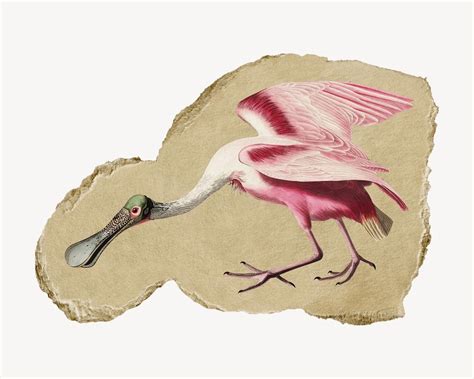 Roseate Spoonbill Bird Illustration George Free Photo Rawpixel