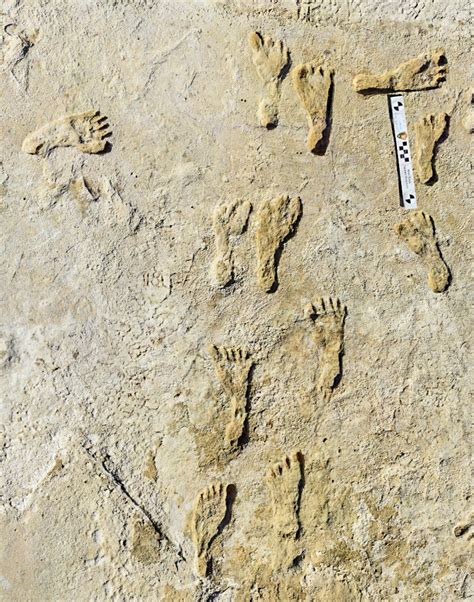 Debate Continues Over Age Of Ancient Footprints Fronteras