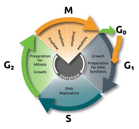 Cell Mitosis Phases Real