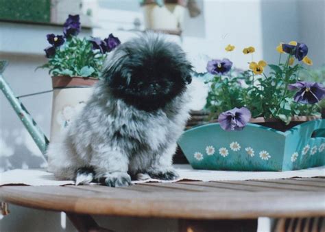 Pekingnese Pekingese Puppies Pekingese Spaniel Breeds