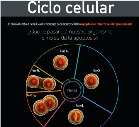Blog Bitacora De Una Estudiante Virtual Ciclo Celularylos Cuadros De