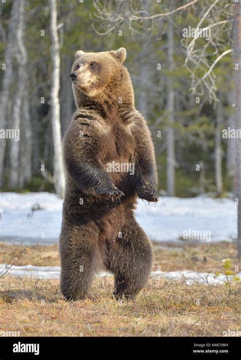 Brown Bear Standing Up Hi Res Stock Photography And Images Alamy