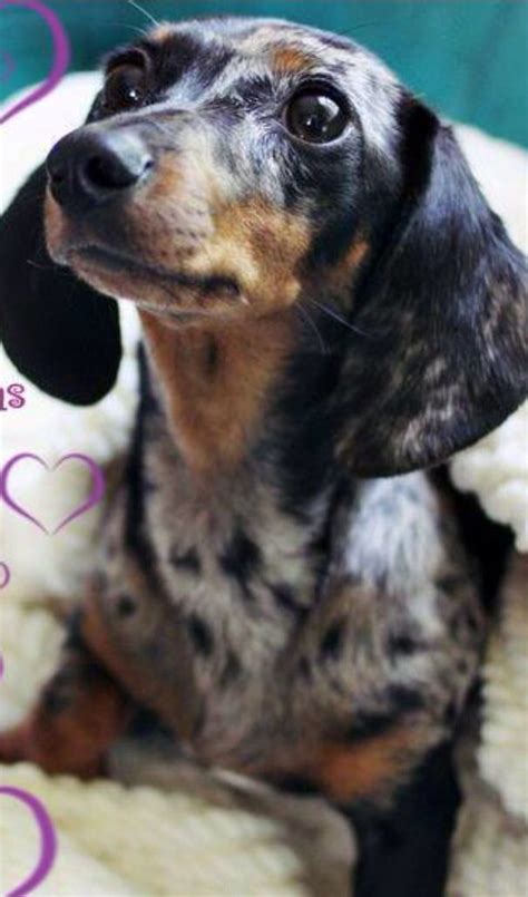 Meg is your dream puppy. DIY: 10 Polaroid Holiday Decor Ideas | Dapple dachshund ...