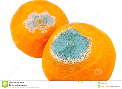 Closeup Of Two Moldy And Rotten Oranges Isolated Stock Image Image Of