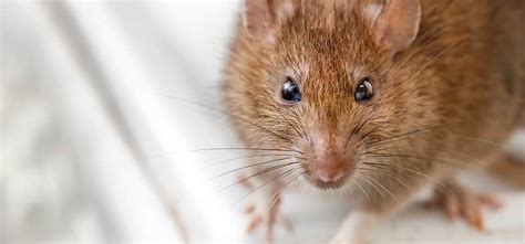 Brown Rat Control Melbourne Rats And Mice Removal Services