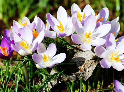 Proljetno Cvijeće Download Besplatna Pozadina Za Desktop Priroda