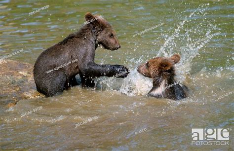 European Brown Bear Cubs Playing Ursus Arctos Stock Photo Picture And