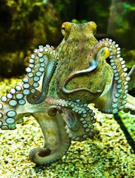 Beautiful Shot Of An Octopus Ocean Creatures Sea Animals Animals
