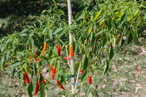 Maybe you would like to learn more about one of these? Chile de árbol - Capsicum annuum L. - Chilisorte ...