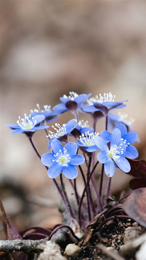 Download Wallpaper 2160x3840 Hepatica Flowers Petals Macro Blue