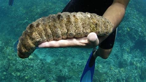 Sea cucumber has always been regarded as a delicacy in chinese cuisine. Poachers making a cool £425 a kilo on sea cucumbers ...
