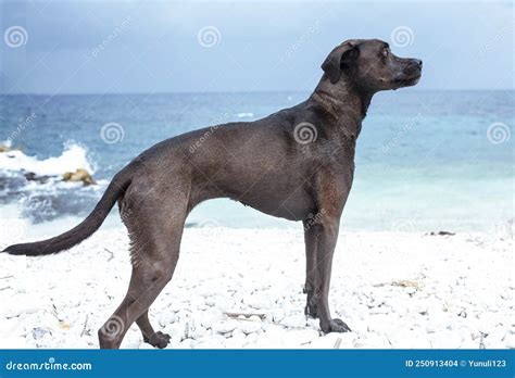 vrij grote zwarte natte hond die aan de zeekust leeft met een hondenconcept stock foto image